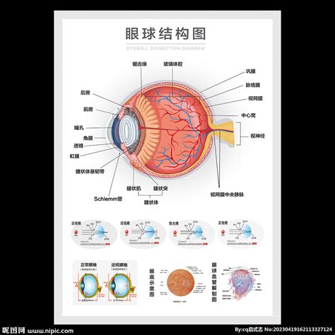 眼球形狀|眼